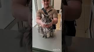 Много пальцев у  кота мейн-куна @zoovetdoctor