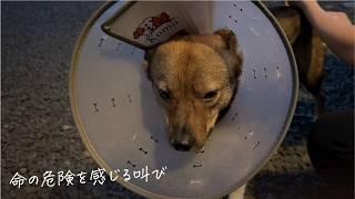 犬がものすごい声で大叫び…助けようと思ったけど走るしかないし、ママがいないし、困ったときのこと