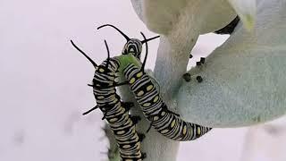 Butterfly Life Cycle │Butterfly │Sudheer Ahmed  #sudheerahmed #butterfly #lifecycle