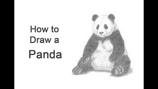 How to Draw a Panda (Sitting)