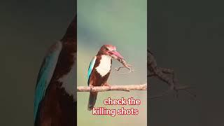 Kingfisher Killing Lizard #kingfisher #hunting #eating