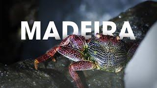 Madeira Wildlife | Fujifilm XT4 Cinematic