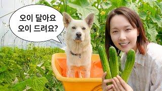 오이 키우느라 폭싹 속았수다