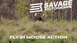 Fly in Moose Action - Savage Outdoors