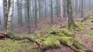 法螺貝の練習　(苔むした村山古道)