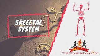 Physical Educ8or: IB SEHS: Skeletal System