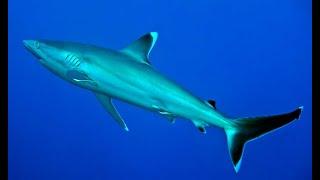 Silvertip Shark  - Carcharhinus albimarginatus