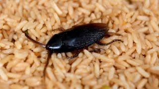 COCKROACH IN RICE!