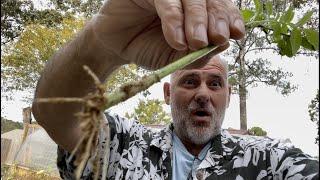 How To Propagate Elderberry With Updates