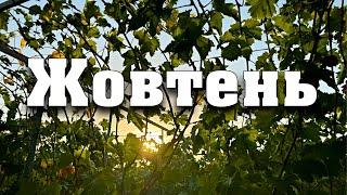 План робіт на ЖОВТЕНЬ. Підготовка до обрізки та укриття. Коли правильно саджати виноград