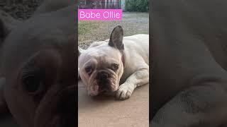 Ollie French Bulldog #dog #cutedog