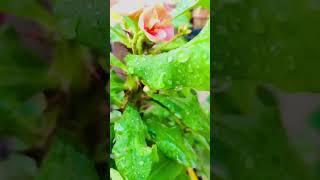 After Rain|plants happy|beautiful greenery flowers#viral #nature #garden #flowergarden..