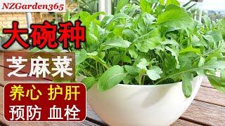 用废旧大碗种芝麻菜，无需打洞，现吃现采，新鲜卫生！