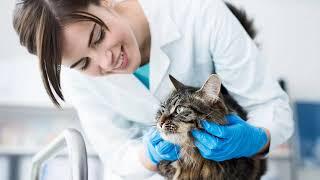 Animal Dentistry | Alpharetta, GA - Animal Hospital of Nesbit Ferry Crossing