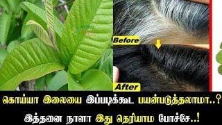 30 நிமிடத்தில் நரைமுடி கருமையாக கொய்யா இலை ஹேர் டை|Homemade Hair Dye|Shiva Food Factory |Tamil