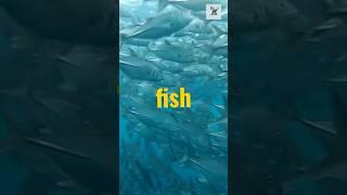 Rare Fish Facts You Didn’t Know!  #nature #fish #naturefacts #fishvideo