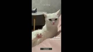 Cat-astrophic Cuteness: You Have to See These Insane Cat Antics!