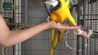 Part 2 Aggressive parrots: Getting consistent step ups without biting