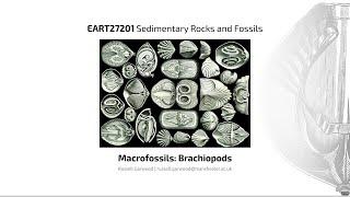 Brachiopods, Video 1 - EART27201 - Sedimentary Rocks and Fossils