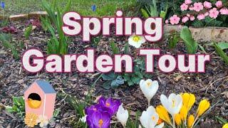 Spring Garden Tour // Zone 7 // March 2023 #gardentour