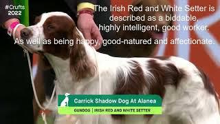 Vulnerable Native Breeds, A Brief Intro|IRISH RED AND WHITE SETTER|