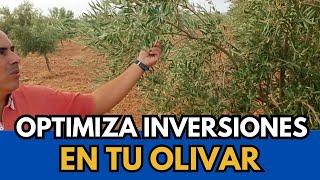 OPTIMIZE INVESTMENTS in Tú Olivar