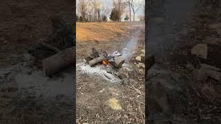 #tree stump #kiko #meatgoats #homestead #homesteading (75)