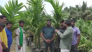 Best Quality Areca Tree For Sale |Areca Plants For Sale | Mobile No 9448238299  And 8073868399