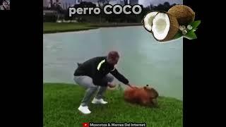 ¿Capybara o Perro coco?, not because you're a perro coco. /MEMES Más Épicos Del Internet/ #comedia