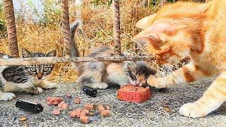 Survival Instinct: Stray Cats Nearly Fight Over Food