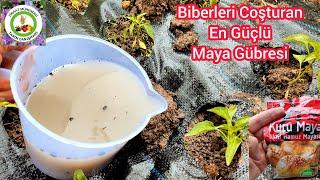 Biberleri Coşturan En Güçlü Maya GübresiKüçük Biber Domates Salatalık Daha Hızlı Büyür Meyve Verir