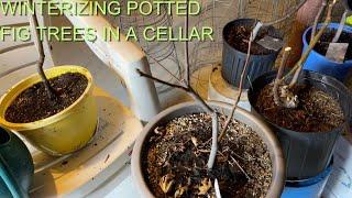 WINTERIZING FIG TREES IN A CELLAR