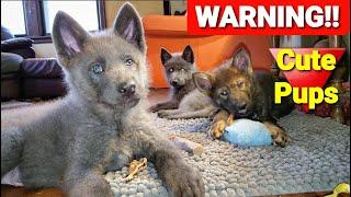 WARNING!! Cute Puppy Video!! Lycan Shepherd Puppies Playing