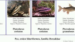 Pez, orden Siluriformes, familia Doradidae fish granulosus Platydoras costatus Trachydoras Love