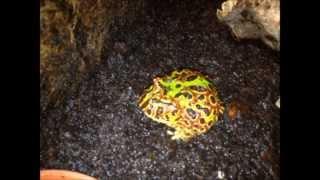 Ornate Horned Frog - Ceratophrys ornata (High-Red) after the rain ;)