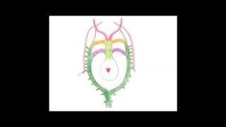 Medical Embryology - Development of the Aortic Arches and Large Arteries