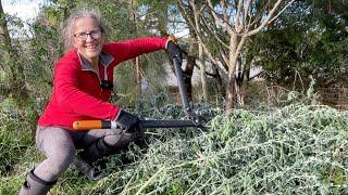 Permaculture Food Forest Gardening - Chop and Drop Style