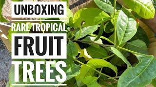 Unboxing RARE Tropical Fruit Trees!