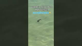 We’re doing a #throwback to our 1st  ever #tinyguy Tuesday featuring a #cute #seahorse 
