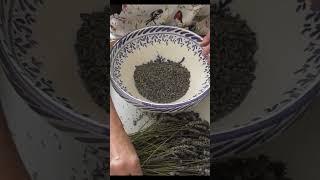 Processing dried lavender