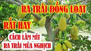 Quy trình xử lý làm bông mít  Bông ra đồng loạt