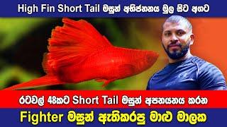 High Fin Swordtail Fish (Short Tail) Breeding - Sinhala Tutorial Video