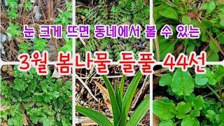 들풀 - 3월 봄나물 들풀 44종류 해설, 눈 크게 뜨면 동네에서 볼 수 있는 들풀