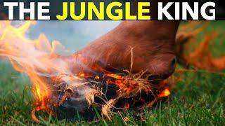 The Jungle King!