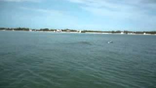 Busqueda de Delfines en Isla Aguada