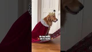 My dog thinks she royalty because we treat her that way.  #goldenretriever #dog