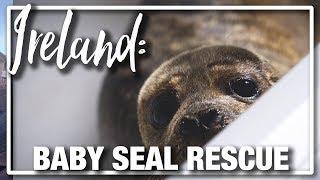 Ireland: Boys Volunteer to Help Rescued Baby Seals