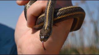 The Role of California Rice Fields in Giant Garter Snake Conservation