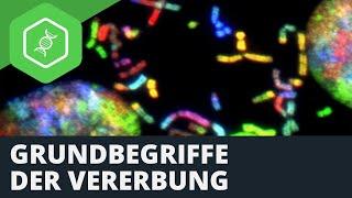 Grundbegriffe der Vererbung