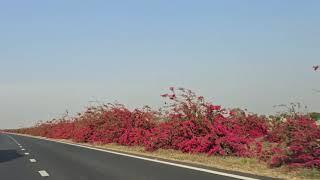 Bougainvillea festival on Delhi Mumbai Expressway